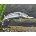 Acipenser Ruthenus. Esturion pigmeo