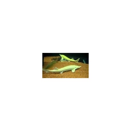 Acipenser Ruthenus Albino. Esturion pigmeo