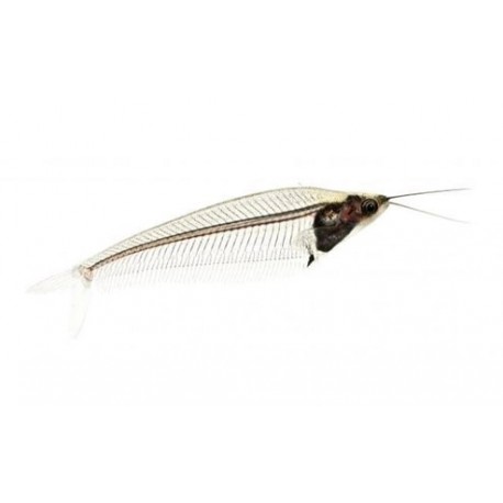 kryptopterus bicirrhis. Pez gato de cristal