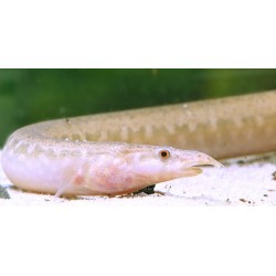 Mastacembelus cryptacanthus. Anguila