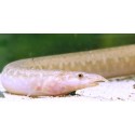 Mastacembelus cryptacanthus. Anguila