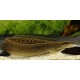 Mastacembelus Pantherinus. Anguila pantera