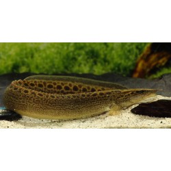 Mastacembelus Pantherinus. Anguila pantera