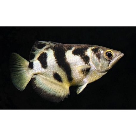 Toxotes Siamensis. Pez arquero