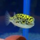 Tetraodon Nigroviridis. Pez globo moteado