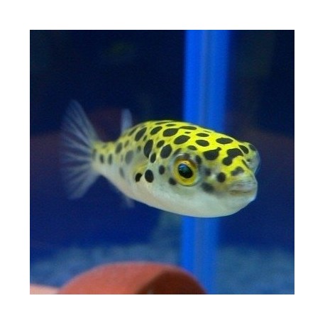 Tetraodon Nigroviridis. Pez globo moteado
