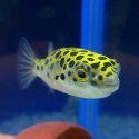 Tetraodon Nigroviridis. Pez globo moteado