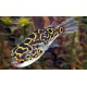 Tetraodon Biocellatus. Pez globo ocelado