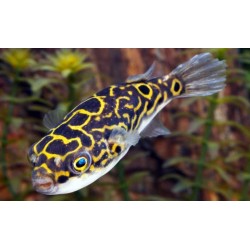 Tetraodon Biocellatus. Pez globo ocelado