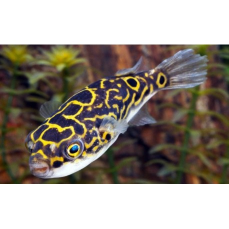 Tetraodon Biocellatus. Pez globo ocelado