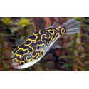 Tetraodon Biocellatus. Pez globo ocelado