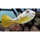 Tetraodon Lineatus. Pez globo Fahaka