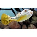 Tetraodon Lineatus. Pez globo Fahaka