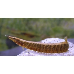 Macrognathus Maculatus