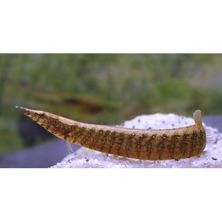Macrognathus Maculatus