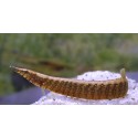 Macrognathus Maculatus