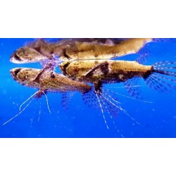 Pantodon buchholzi. Pez mariposa africano