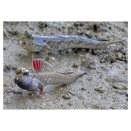 Periophthalmus novemradiatus. Saltarin del Fango