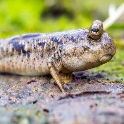 Periophthalmus Vulgaris. Saltarin del fango