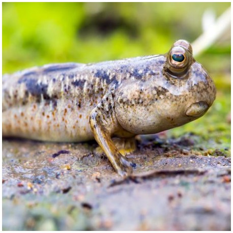 Periophthalmus Vulgaris. Saltarin del fango