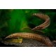 Macrognathus Aculeatus. Anguila