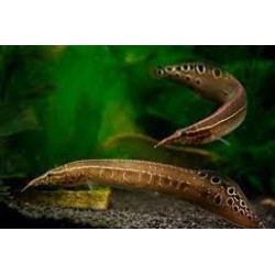 Macrognathus Aculeatus. Anguila
