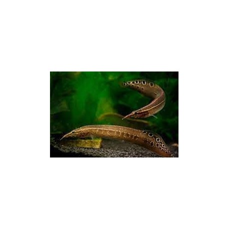Macrognathus Aculeatus. Anguila