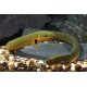 Erpetoichthys calabaricus. Pez serpiente calamita