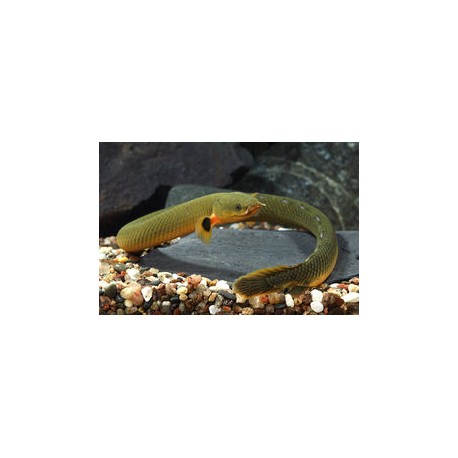 Erpetoichthys calabaricus. Pez serpiente calamita