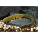 Erpetoichthys calabaricus. Pez serpiente calamita