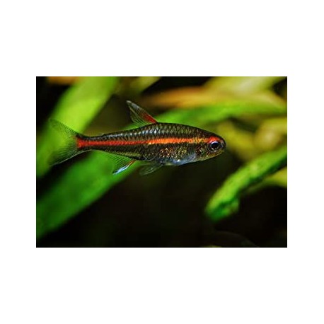 Listado Tetras y Carácidos