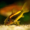 Corydora Neon Gold Laser CW10