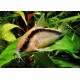 Corydora Arcuatus
