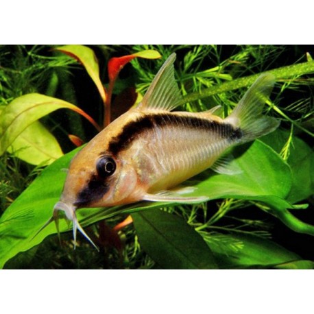 Corydora Arcuatus