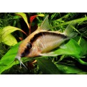 Corydora Arcuatus