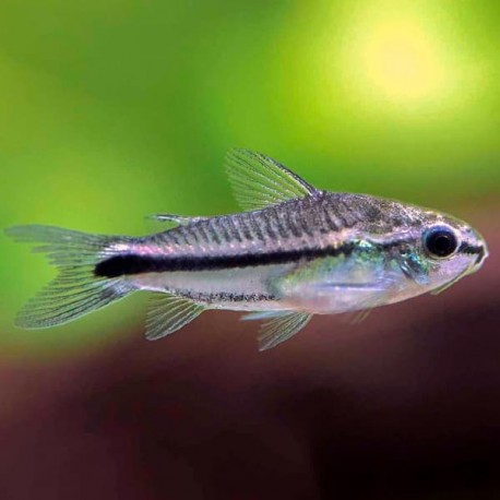 Corydora Pigmea