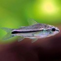 Corydora Pigmea