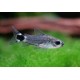 Corydora Hastatus