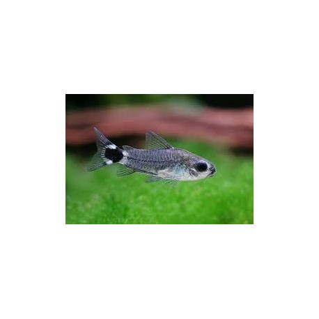 Corydora Hastatus