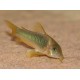 Corydora Melanotaenia Gold green