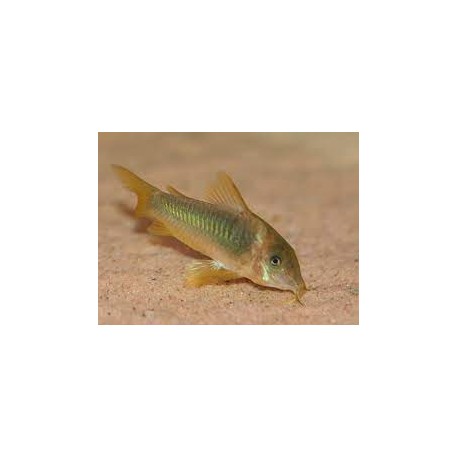 Corydora Melanotaenia Gold green