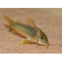 Corydora Melanotaenia Gold green