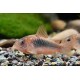 Coryda Aeneus Bronce