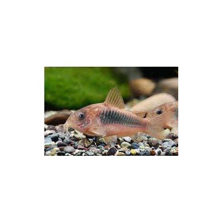 Coryda Aeneus Bronce