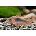 Coryda Aeneus Bronce