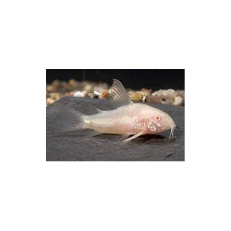 Corydora Albina