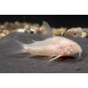 Corydora Albina