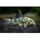 Coryda Paleatus. Pimienta
