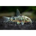 Coryda Paleatus. Pimienta