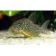 Corydora Sterbai